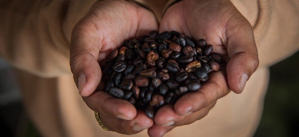 Does Coffee Stunt Your Growth?