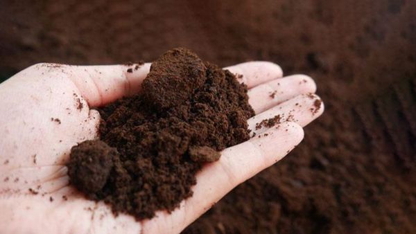 How To Dispose of Coffee Grounds